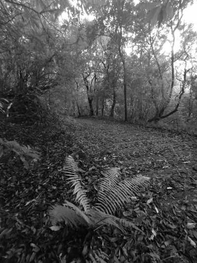 Portugal - Ribeiro Frio - Madeira  SPECIAL ADVENTURE - off the beaten path with a local Adventurer: João_lets_hike! - 4