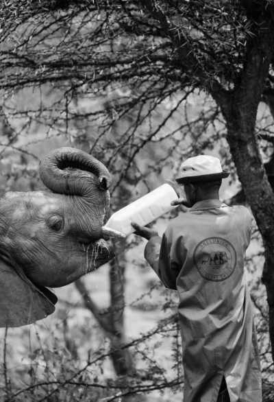 Kenya - Nairobi - Kenya Safari and Cultural Expedition - 3