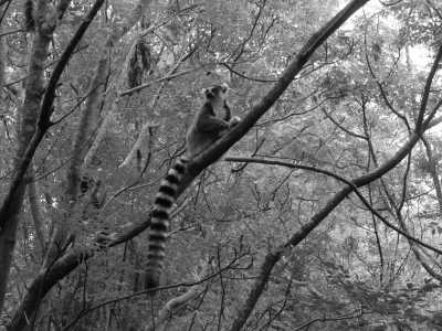 Madagascar - Ambalavao - Enchanting Madagascar: A Journey through Nature's Wonderland 🌍