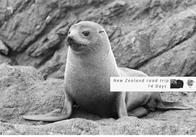 New Zealand - Milford Sound / Piopiotahi - 🇳🇿🗺 Entdecke die Geheimnisse Neuseelands 🗺🇳🇿 - 2