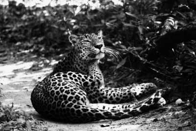 Sri Lanka - Anuradhapura - Explore the Pearl of the Indian Ocean: Unveiling the Wonders of Sri Lanka - 3