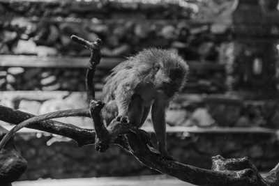 Indonesien - Sacred Monkey Forest Sanctuary - Bali Bliss: Explore Ubud, Waterfalls, Nusa Penida Island Gems and More! - 6