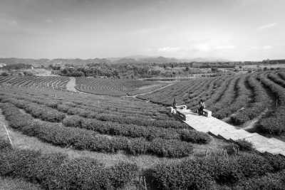 Thailand - Choui Fong Tea - Mountain Retreat: A Cozy Co-Working Experience in Chiang Rai, Thailand