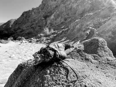 Greece - Livskopos beach - Ultimate Zen on the hidden Anafi, Greek island: One of Greece's best kept secrets (Private Room-Single) - 2