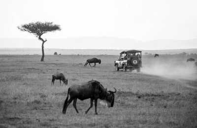 Kenya - Maasai Mara National Reserve - Experience The Great Migration Maasai Mara and Cycling in the Wild All Inclusive - 2