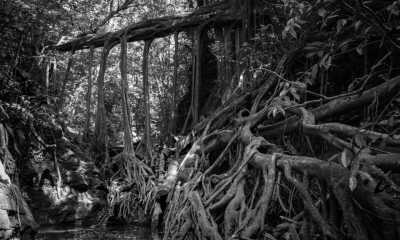 Costa Rica - Monteverde Cloud Forest Biological Preserve - Majestic Adventures in Costa Rica: Beaches, Volcanoes, Hot Springs, Cloud Forest, and Pura Vida Lifestyle! - 6