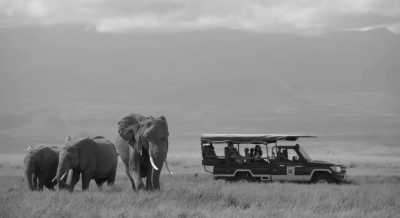 Kenia - Amboseli National Park - 🌍 Wild Wonders of Kenya | All-Inclusive Raw Nature Jeep Safari 🐘🦁🌅 - 5