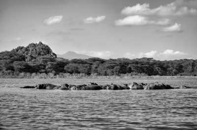 Kenia - Lake Nakuru National Park - Kenyan Wonders Safari: All inclusive Maasai Mara, Lake Nakuru, Amboseli and Nairobi Adventure - 1