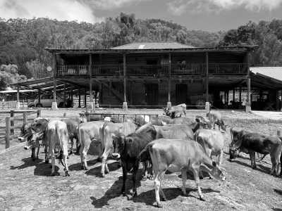 Costa Rica - Laguna del Irazú - ESSENCE OF COSTA RICA: CITY,CULTURE. VOLCANOES, COFFEE - 3