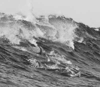 South Africa - Mdumbi Backpackers - South Africa Roadtrip with a Local: Untouched beaches 🌞, Mountains, Wilderness, Campfires & Adventure 🤙 Epic Roadtrip through an epic Country🚙 - 11