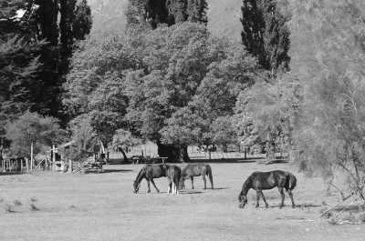 Argentina - Rio Turbio - Majestic Horse Riding Adventure,"Eye To Eye with the Condor" - 2