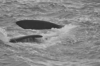 Südafrika - Van Dyks Bay - Südafrika: das Kap und der Wein - Degustationsreise kurz vor Weihnachten - 3