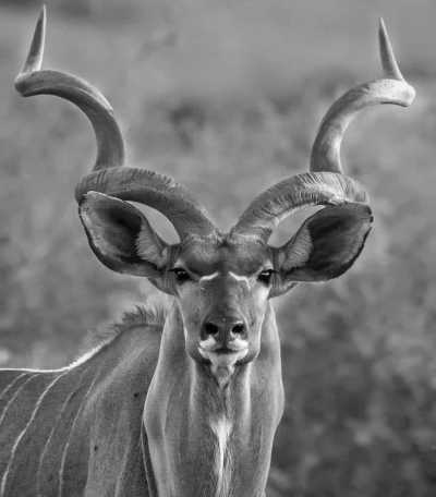 Subsahara-Afrika - Chobe National Park - Botswana Safari Experience: 4x4 Safari Trip in Botswana’s Majestic Parks - 1