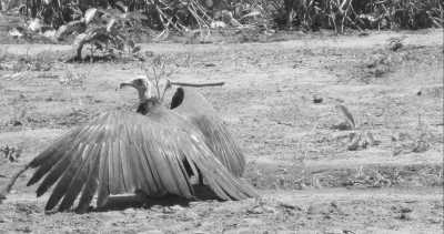 Western Africa - Buniadu - Abenteuerreise nach Afrika - Gambia 😊 - 10