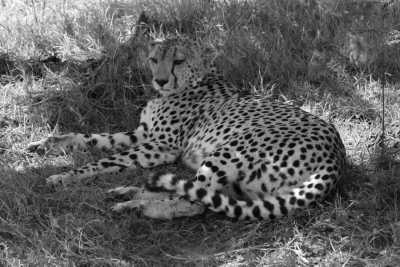 Tanzania - Serengeti National Park - Zanzibar & All big Parks in Tanzania. - 3