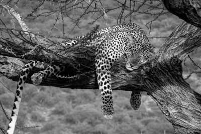 Kenya - Maasai Mara National Reserve - Experience The Great Migration Maasai Mara and Cycling in the Wild All Inclusive - 5