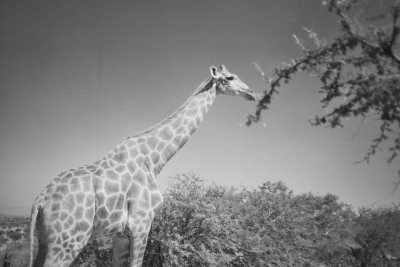 Namibia - Windhoek Game Camp - Das Abenteuer Namibia ruft - 3 wöchiger Roadtrip mit Allrad & Dachzelt zur einmaligen Natur- und Tierwelt