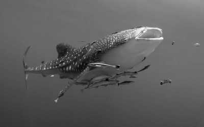 Thailand - Ko Tao - Two-week CoWorking Trip: Travel Like a Local in Koh Tao, Thailand, Exploring a Small Paradise and Diving Into Adventure! - 1