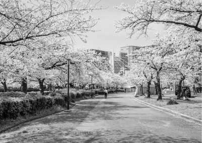 Japan - Spring in Japan:  2 wks Adventure for Cherry Blossom Seekers - JoinMyTrip