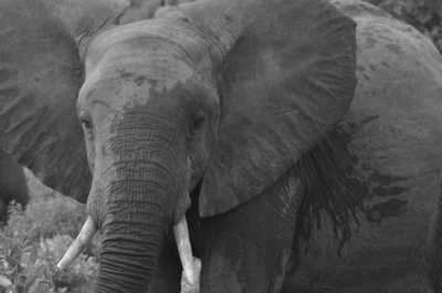 Kenya - Tsavo East National Park - Discovering the nature and customs of Kenya, East Africa - 3