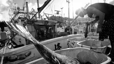 Japan - Tokyo Bay - All Of Japan: Gastronomy, Cultural, Adventure Including Mt.Fuji, Toyko, and Okinawa