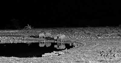 Subsahara-Afrika - Etosha National Park - Namibia - Botsuana - Sambia - Simbabwe - 4