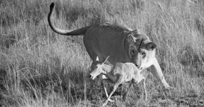 Tanzania - Kilimanjaro International Airport - Mount Kilimanjaro and Safari. - 3