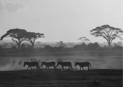 Kenya - 7-Day Safari Breathtaking in Kenya - JoinMyTrip