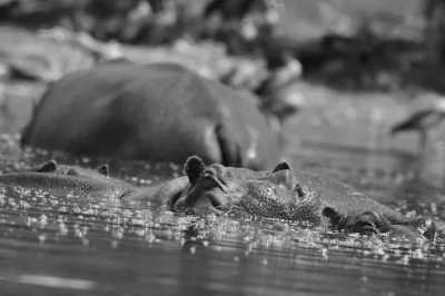 Kenya - Lake Naivasha - Backpacking Kenya Safari and Beach, Maasai Mara National Reserve and Diani Beach