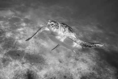 Mexiko - Akumal - Having a Blast in Yucatan, Mexico: Best Attractions and Experiences!