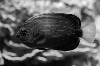 United Kingdom - London Zoo - London Adventure With Harry Potter and Stonehenge Experience - 3