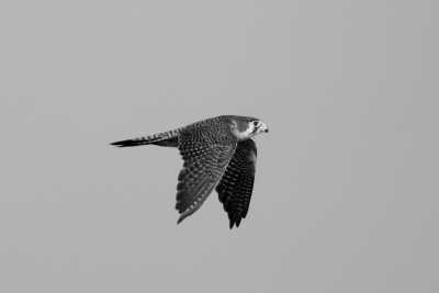 Tanzania - Tarangire National Park - Pocket friendly Tanzanian Safari with a local - 4