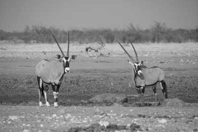 Southern Africa - Etosha National Park - Epic Overland Journey: From Namibe, Namibia to Cape Town, South Africa - 2