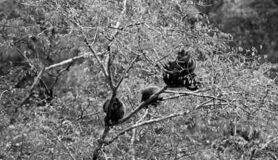 Colombia - Río Claro - Enjoy Medellin "City of Eternal Spring", Colombia ⛰️: Cool off in a clear river,  Immerse yourself in the Colorful Paisa Culture and Delight Yourself with the Best Coffee ☕ and a Crispy Chicharrón 🐽! - 4