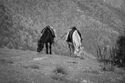 Asia - Kaindy Lake - Central Asia along the Old & New Silk Road in 2026 -Travel with a local in Kazakhstan, see the small "Grand Canyon", stay in a yurt and "cross over" to China - 3