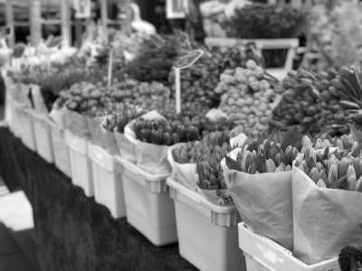 Netherlands - Amsterdam - Amsterdam Adventures: Unveiling the Charms of the Dutch Capital - 1