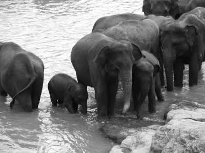 Sri Lanka - Yala National Park Sri Lanka - Explore the Hidden Gems of Sri Lanka: 11 Nights of Adventure on a Budget - 4