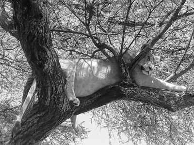 Tanzania - Lake Manyara National Park - Culture &Wildlife experience in Tanzania. - 9