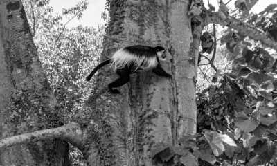 Uganda - Entebbe - Uganda: 🦍 Hike to wild Mountain Gorillas, 🦏 Track Rhinos, 🌅 Lake Victoria cruise, White water rafting, Stand on the equator line & visit Entebbe, Kampala & Jinja towns - 1