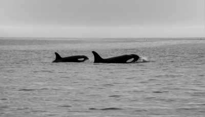 Spain - Tarifa - Orca Expedition in the Stunning Strait of Gibraltar, Spain - 1