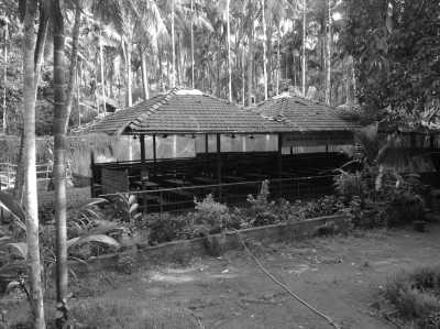 India - Tropical Spice Plantation - Goa Getaway: Sun, Sand, and Serenity in India🌻🍀🪷