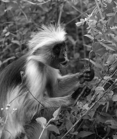 Tansania - Jozani Forest National Park Mangrove Walk - Holiday with the kids in Zanzibar! Beach 🏝️ Snorkelling 🤿 and Forest Tour! 🌳 - 1