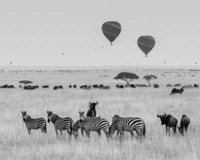 Kenya - Masai Mara Group Safari, Kenya - The Best in only 3 days! - JoinMyTrip