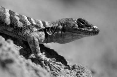 Mexico - Isla Espiritu Santo - Baja California Mexico: 8 Day Whale & Whale Shark Safari + Glamping - 16