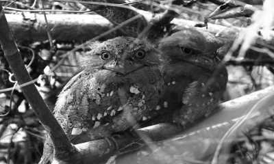 Sri Lanka - Sinharaja Rain forest, Waddagala, Kalawana - Escape to Sri Lanka - Ayurveda Spa Retreat, Yoga & Meditation - 7