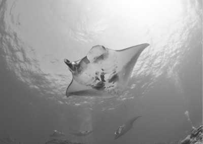 Indonesien - Manta Point Snorkeling Nusa Penida - Travel to Bali, Indonesia | 10 Days of Surfing, Snorkelling and Exploring - 1