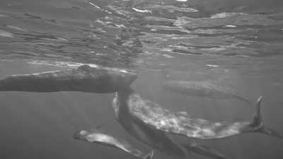 Portugal - Pico do Facho - 🌅 Hike, surf and more!🐬The Ultimate Adventure in Madeira, Portugal🏄‍♂️ - 2