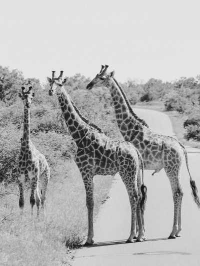 Südliches Afrika - Kruger National Park - Mystery South Africa Adventure and Culture Camping Trip - 8