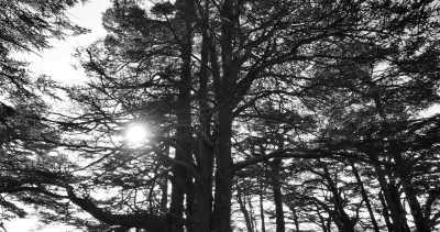 Lebanon - Zedern des Herrn - Lebanon 🌴🌏 CoWorking 💻 with Locals - 1