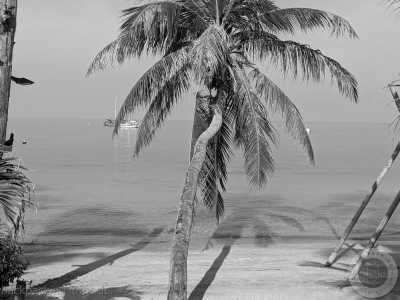 Thailand - Ko Tao - 🇹🇭 Thailand entdecken (Teil 1) - Südthailand: Inseln, Meer & Party - Bangkok, Koh Tao, Koh Phangan, Koh Phi Phi, Krabi 🏯🌅🌴🍺🇹🇭 - 2